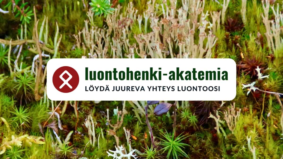 Luontohenki-akatemia Löydä juureva yhteys luontoosi Elämän tarkoitus Elämänkatsomus luonnon mystiikka Pakanallinen maailmankatsomus Saaga Saarnisola Katariina Krabbe Pakanuus Apua ahdistukseen heti Stressin hallinta lievitys Henkisyys Luontoyhteys