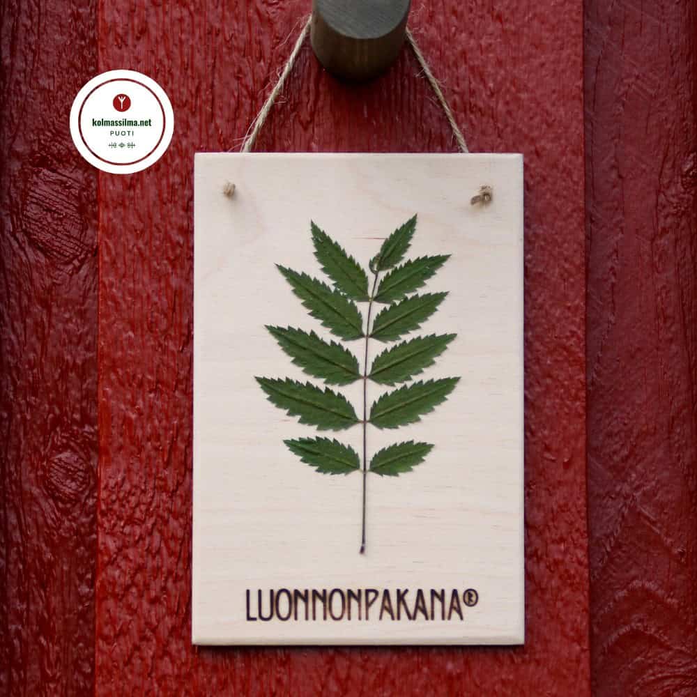 Luonnonpakana® Puutaulu Kotipihlaja Pihlajanlehti sisustustaulu Puinen pikkutaulu Käsintehdyt suomalaiset sisustustuotteet Pihlaja pyhä puu merkitys