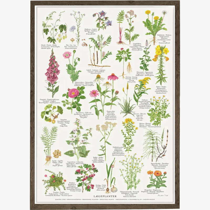 Koustrup & Co Posteri juliste A4 Rohtokasvit - Lægeplanter by Kirsten Tind Kasvisto taulu